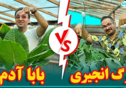 گیاه برگ انجیری یا گیاه باباآدم