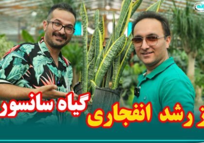 رازهای رشد سریع و انفجاری گیاه سانسوریا